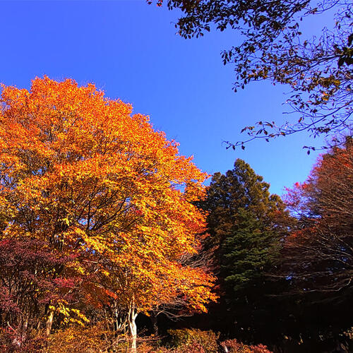 >赤と黄と緑が織りなす秋の芸術